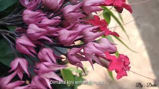 Download lagu Story wa Bunga Thomas 30 detik mp3