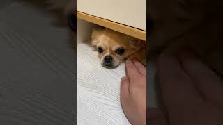 【チワワ】ボク、めちゃテンション低い。 #Shorts
