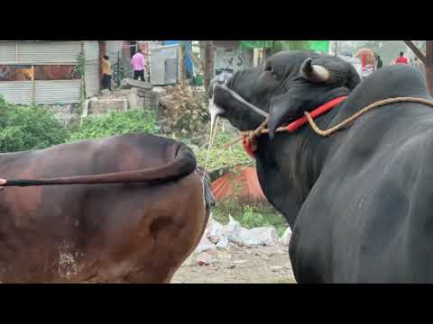 Cow Mating : An Unsuccessful Attempt | Exclusive Bulls Of Bangladesh