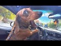 FUNNIEST Dog Cat And Animal Videos You Ll Ever See