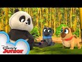 Bingo And Rolly Meet A Panda Puppy Dog Pals Disney Junior