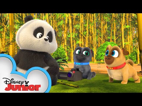 Bingo and Rolly Meet a Panda ?  | Puppy Dog Pals | Disney Junior