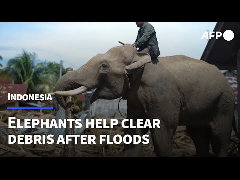 Video | Elephants help clear debris in flood-hit western Indonesia | AFP