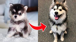 POMSKY DOGS - YES or NO? What Do You Thing?