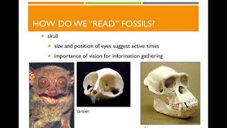 Download lagu Primates! mp3