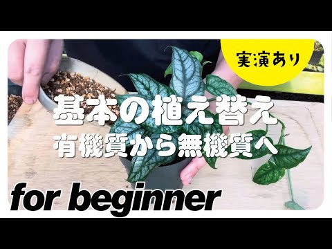 コチニールを完全に除去するにはどうすればよいでしょうか?効果的な6つの自然なヒント!  庭園