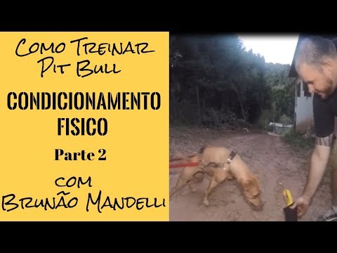 , title : 'Como Treinar Pit Bul - Condicionamento Fisico com Bruno Mandelli - Parte 2'