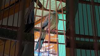 Download lagu SUARA PIKAT MASTERAN GACOOR KUK 1 LOKAL ALAM #shorts #shortsfeed #shortvideo #short #song #sound mp3