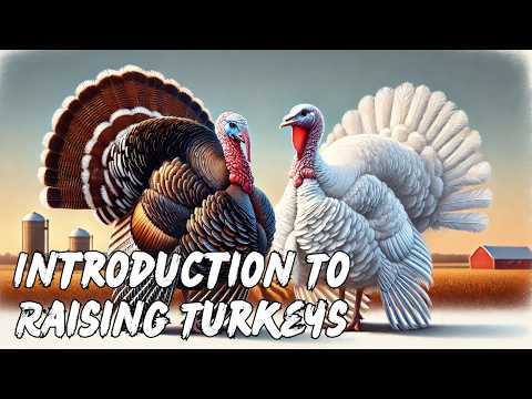 Beginner's Guide to Raising Turkeys: Start Here!