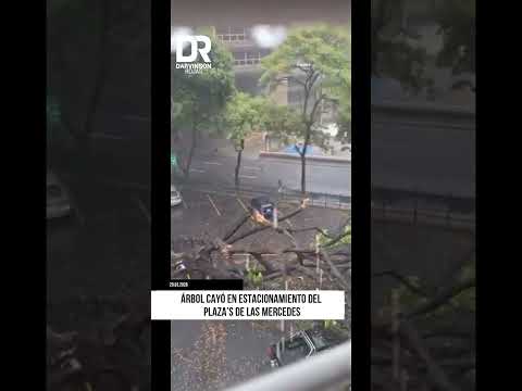 Árbol se desplomó en estacionamiento de automercado en Baruta