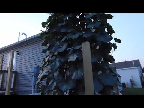 Bubba Polinates his long Gourd! CRAZY BIG!