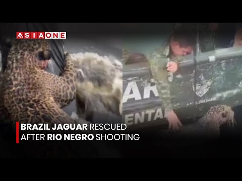 Brazil Jaguar Rescued After Rio Negro Shooting | Asia One News