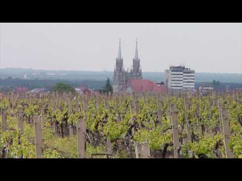 Reč struke ep. 215 01.11.2018. NAJAVA