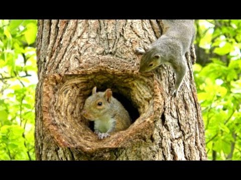 Cats Go Bonkers for this Squirrel Playing Peek A Boo Video