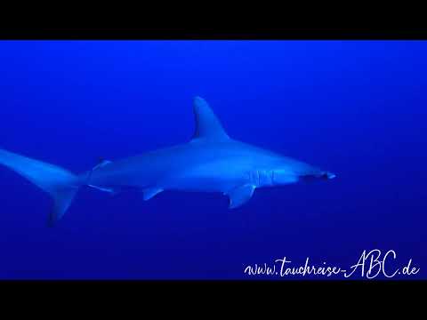 Ägypten 2022 - Brothers, Daedalus, Elphinstone