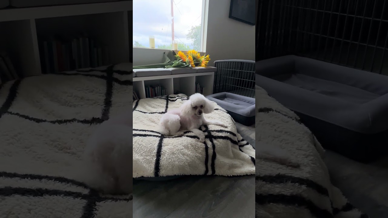 Enlarge Gigi, a ADOPTABLE Miniature Poodle in Camarillo, CA video 3/3