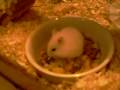 Winter White Russian Dwarf Hamster 