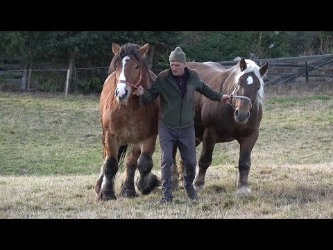 Caii lui Mircea de la Marisel, Cluj - 2025 Nou!!!