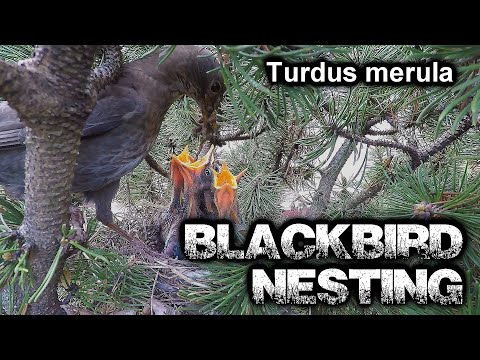 Blackbird nesting  | Hnízdění kosů černých | Turdus merula
