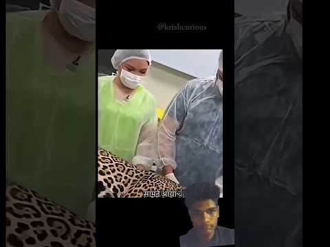Rio Negro नदी में मौत से लड़ता मिला घायल Jaguar | by @KrishCurious #shorts#krishcurious#jaguar