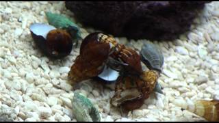 preview picture of video 'Eremit krabber skifter 'hjem' - Hermit crabs change of shells'