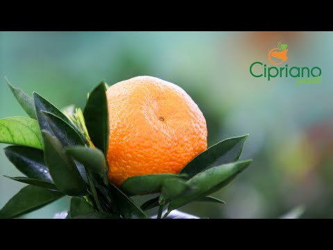 Cipriano Piante Official Promo 2021