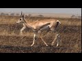 M4C2 Grants Gazelle Female