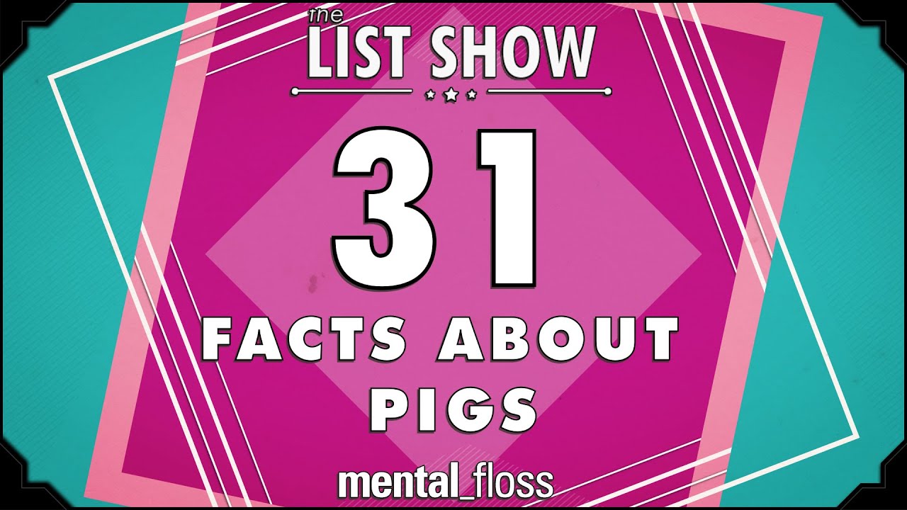 31 Facts About pigs - YouTube