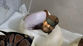 Snake Yawning In Egg But It's Metal Gear Solid