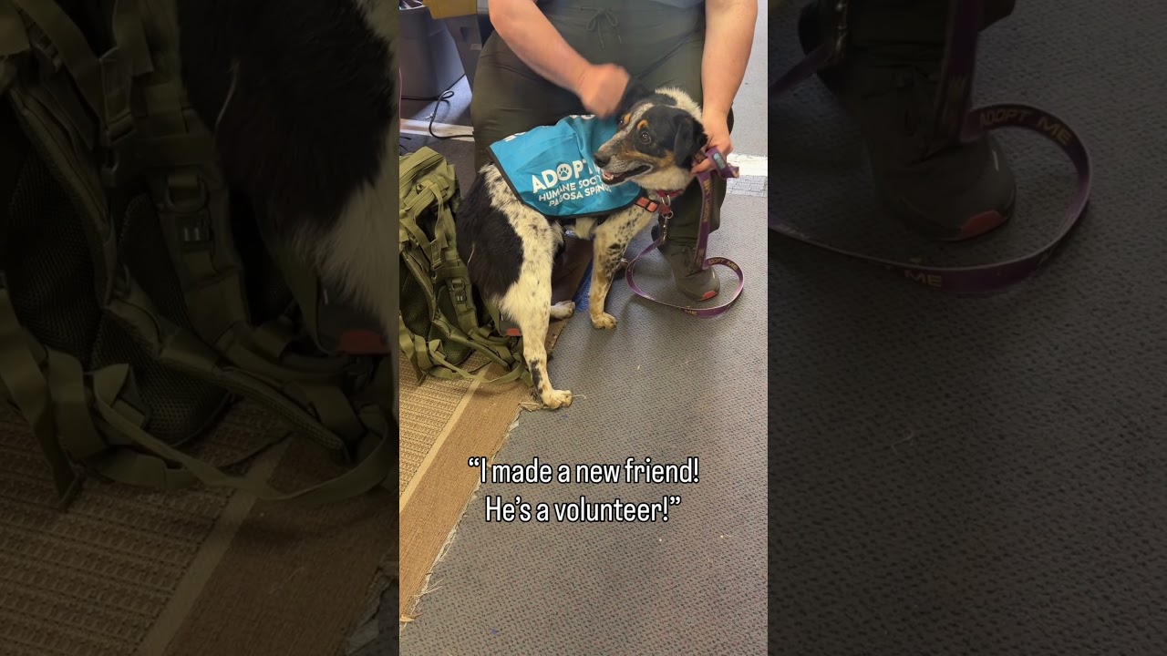 Enlarge Freckles, a Adoptable Australian Cattle Dog / Blue Heeler in Pagosa Springs, CO video 6/6