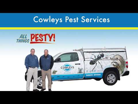 Raccoon Invasion in Spring Lake, NJ