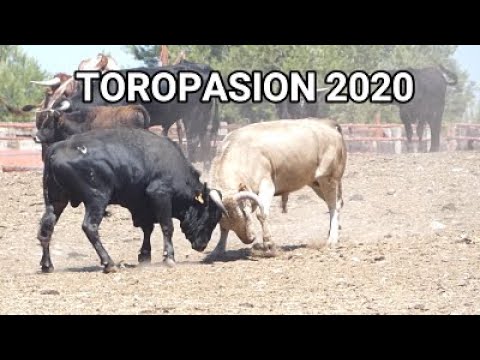 Toros bravos de la Finca "TOROPASION" (2020)
