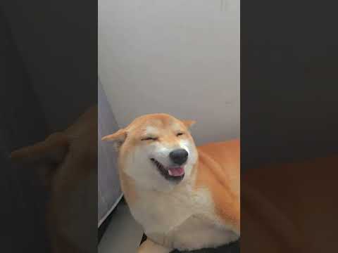 dogs vadio funny 😁😀