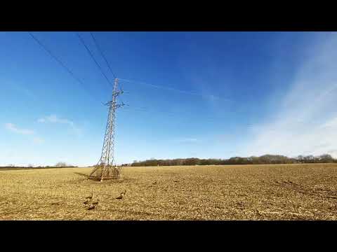 Chasing the Herd | 4K Cinematic Drone Film