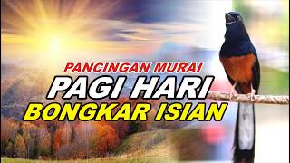 Download lagu 🔴 LIVE 43 - PANCINGAN MURAI BATU PAGI HARI FULL ISIAN TEMBAKAN , BIKIN MURAI BATU BONGKAR ISIAN mp3 Download lagu 🔴 LIVE 43 - PANCINGAN MURAI BATU PAGI HARI FULL ISIAN TEMBAKAN , BIKIN MURAI BATU BONGKAR ISIAN mp3