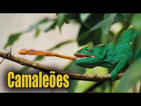 Camaleão Muda de Cor? | Madagascar - Camaleão caçando e camuflando | Camaleão-Pantera | Chameleon