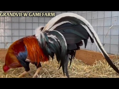 Sweater Yellow leg hatch Asils - GRANDVIEW FARM