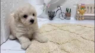 ハーフ犬の動画01