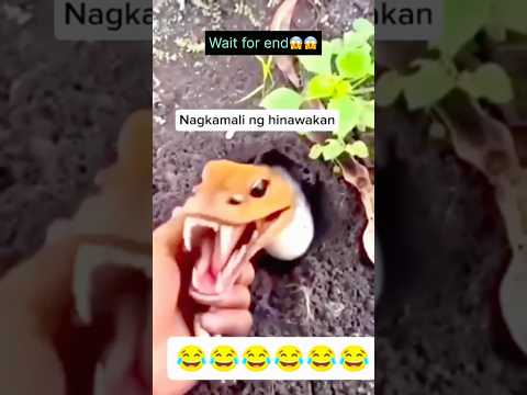 عمتي الحية طلعت من وكرها:😱