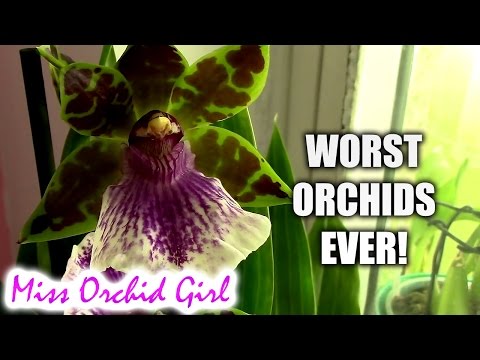 Top 5 worst Orchids I ever had