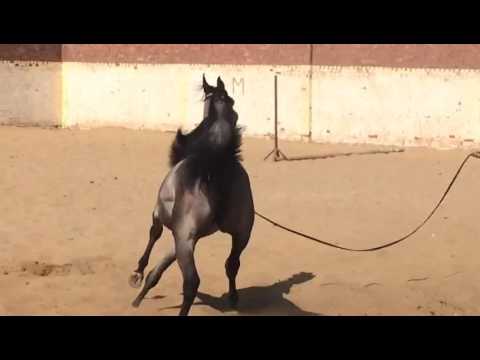 Nedra out of Jamil Al Rayyan