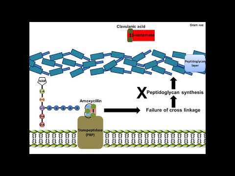Amoxycillin Potassium Clavulanate Dry Syrup Paediatric 3.3 mg
