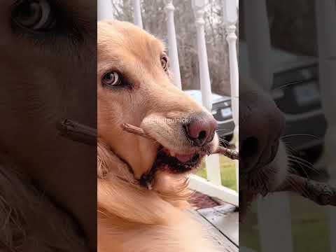 #funnydogs#cute#doglover#doglife#cure#dogshorts#pet#doglife#dogshorts