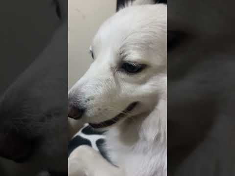 Meko maar kar bachta hai mumma ke paas har baar figgo😭❤️#dogshorts #dogs #puppy #cutedog #funnydogs