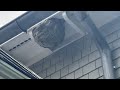 High Up on the Soffit are Bald-Faced Hornets in Oakhurst, NJ