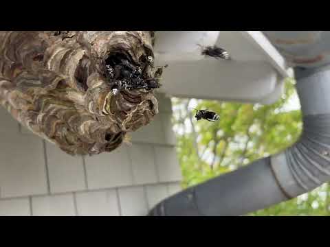 High Up on the Soffit are Bald-Faced Hornets in Oakhurst, NJ