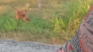 PIT BULL chases CYCLIST - Swerve Method in Action