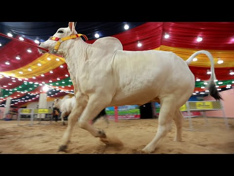 MOST BEAUTIFUL AND BIGGEST PUNJAB COW OF PATHAN CATTLE FARM 2023 || BATA || Kolkata Cow 2023