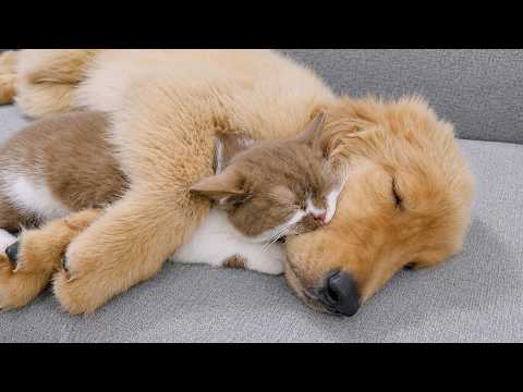 YouTube 썸네일