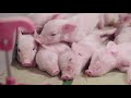 ACO FUNKI Pig housing